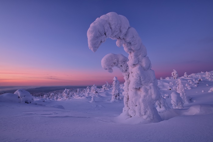 Snow-covered trees at sunset in winter landscape