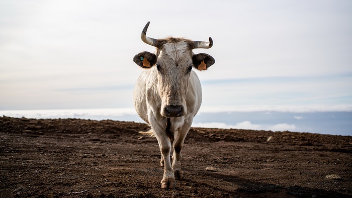 Cow standing on a dirt path