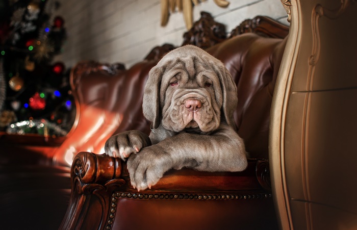 Neapolitan Mastiff puppy sitting on a leather chair