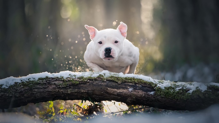 White Pitbull puppy jumping over a log in winter