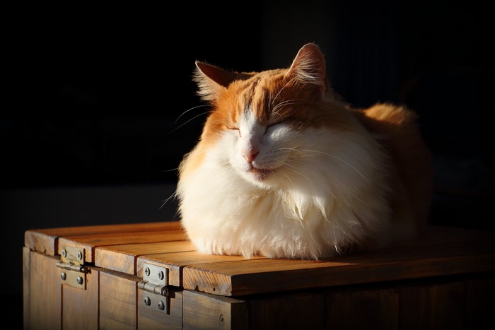 Orange and white cat resting on a wooden surface