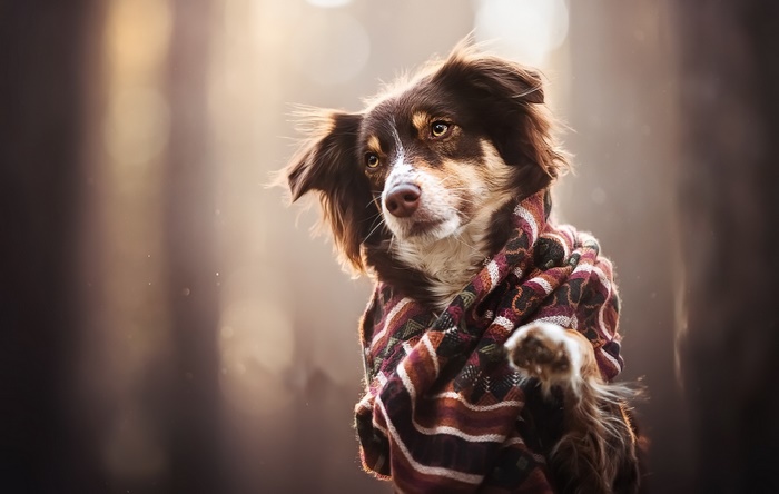 Dog wearing a scarf in soft light