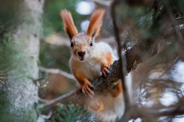 Squirrel on a tree branch
