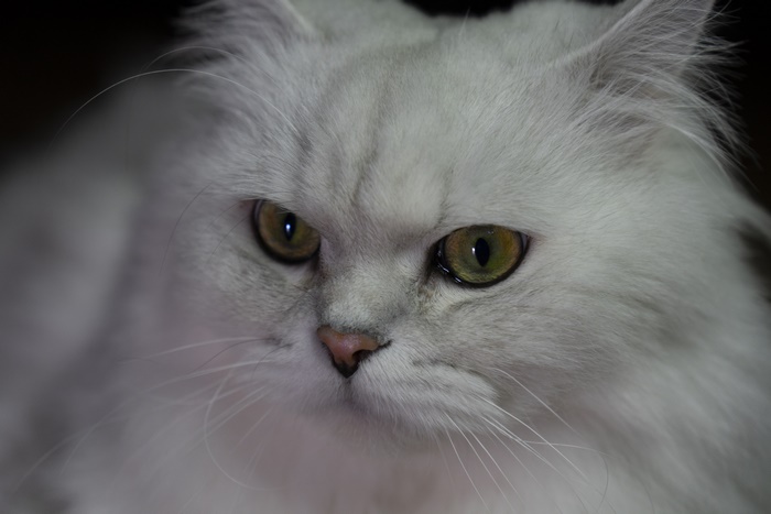 Close-up of a fluffy white Persian cat