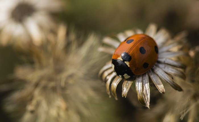 Ladybug on a dried flower macro shot