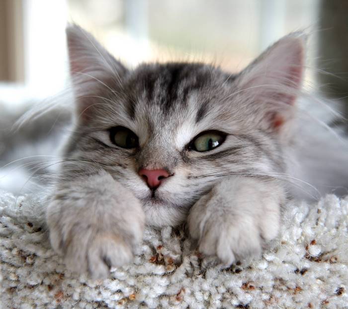 Cute Silver Tabby Kitten Face