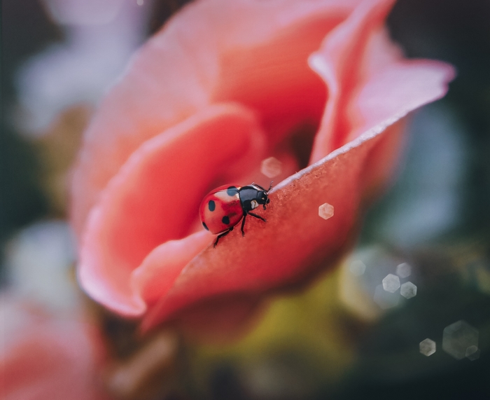 Ladybug on a pink flower petal