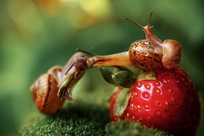 Two snails on a strawberry