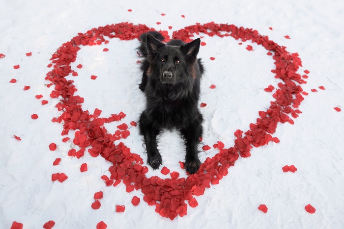Black German Shepherd in Heart of Rose Petals