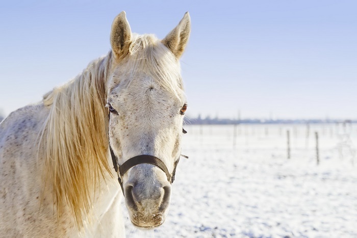 White horse in a snowy field