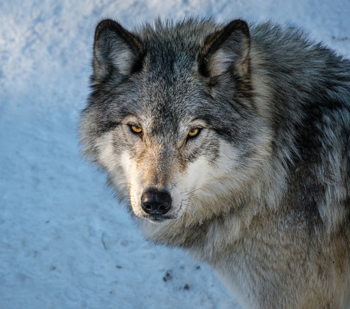 Close-up of a gray wolf in the snow