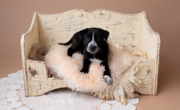 Black puppy lying on a fluffy blanket in a vintage dog bed