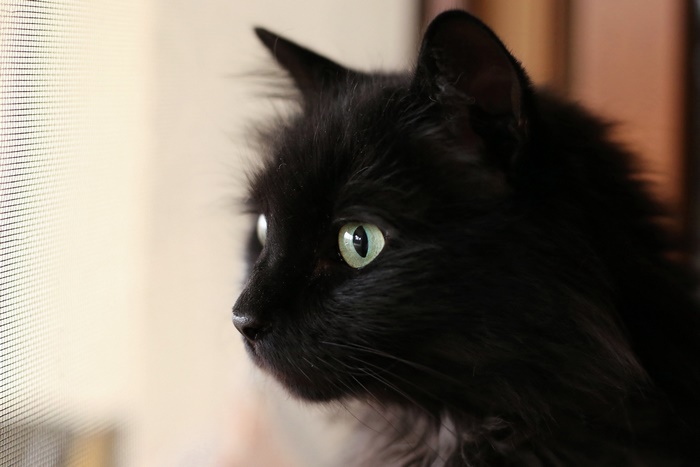 Black cat with green eyes looking through a screen