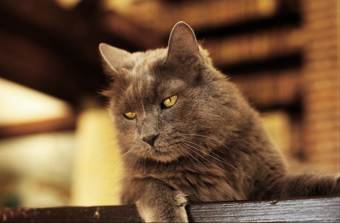 A fluffy gray cat with yellow eyes rests on a wooden surface.