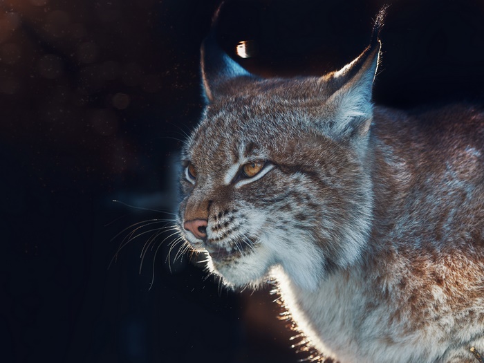 Close-up of a Lynx's face