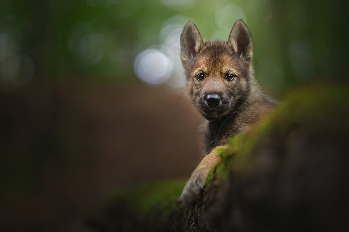 Wolf puppy peeking from behind a mossy log