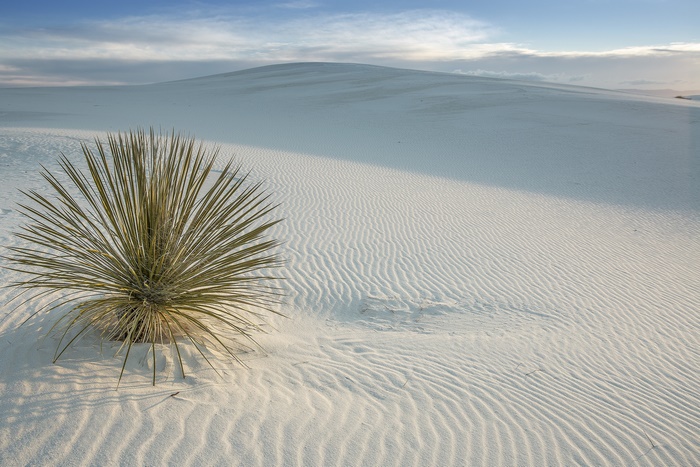 Yucca plant on sand dunes under a cloudy sky