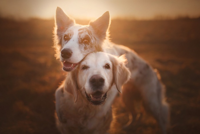 Two dogs, a Golden Retriever and a Border Collie, embracing