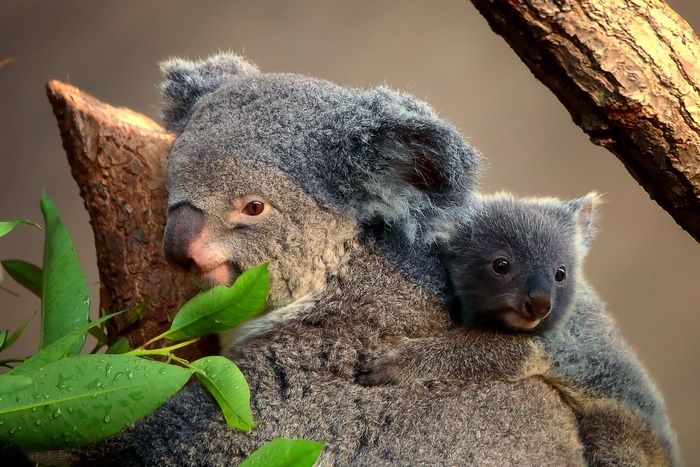 Mother and baby koala on a tree branch