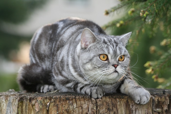British Shorthair cat on a tree stump