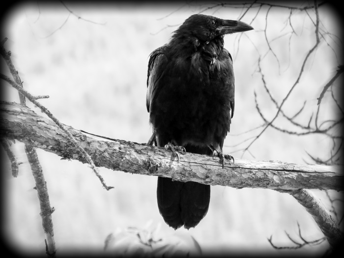 Black bird perched on a tree branch