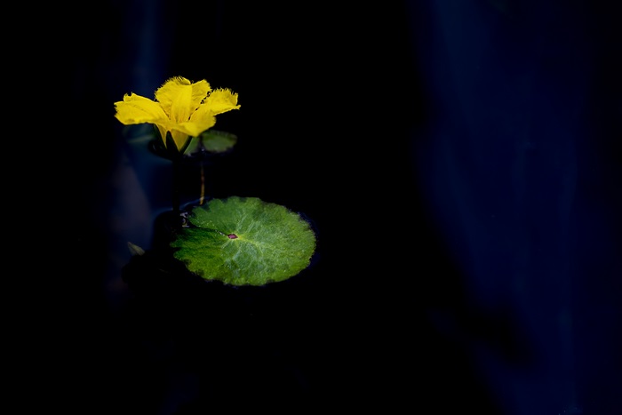 Yellow water lily flower and leaf on dark water