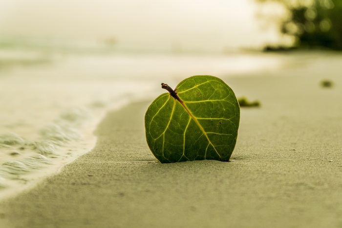 A green leaf on a sandy beach with waves