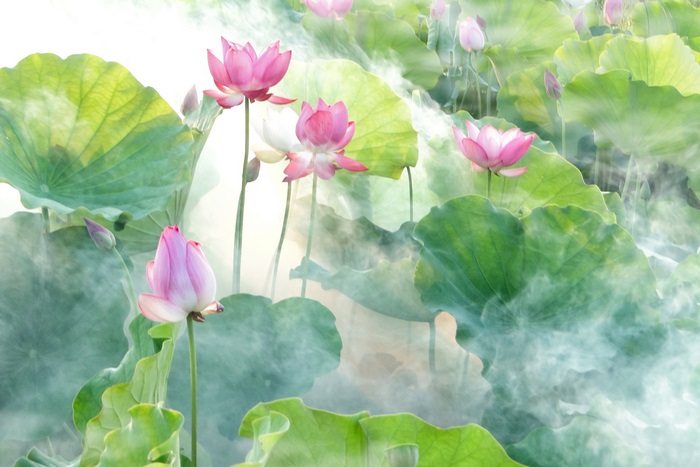 Pink Lotuses in Morning Mist