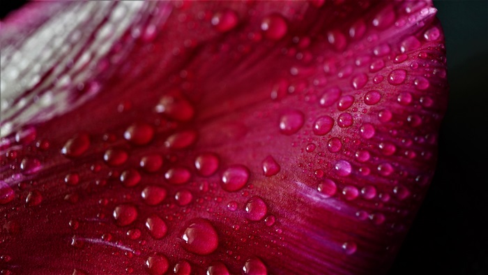 Macro shot of water droplets on a pink tulip petal