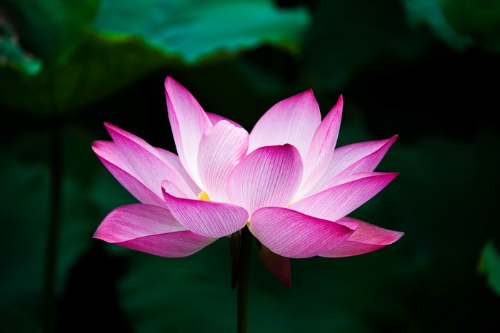 A single pink lotus blossom with dark green leaves