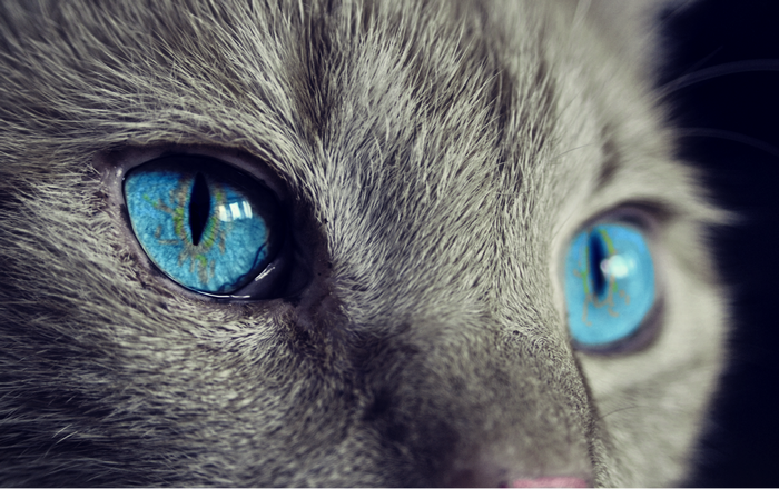 Close-up of a cat's blue eyes