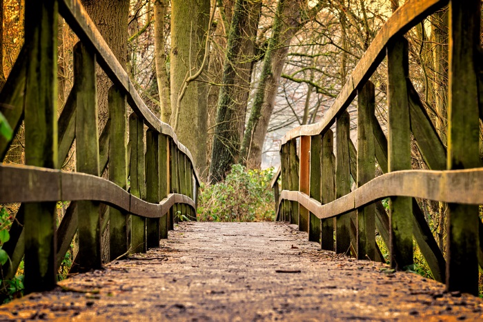 Wooden bridge in a forest during fall