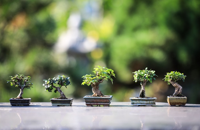 Five bonsai trees in pots on a table
