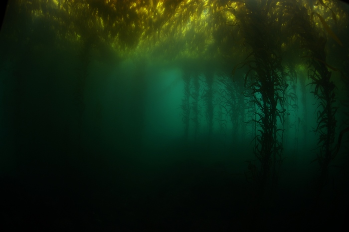 Underwater Kelp Forest with Sunbeams