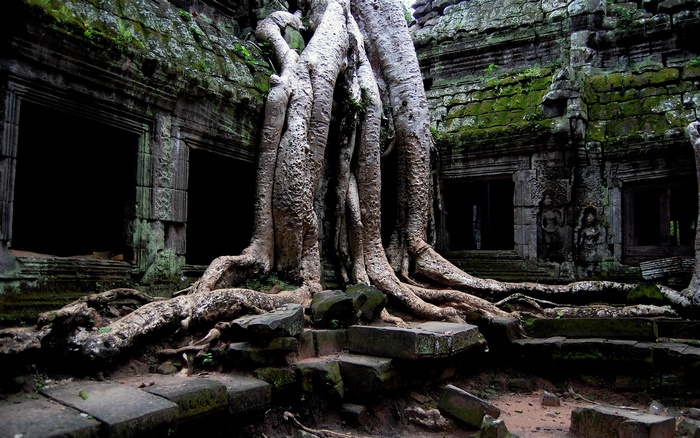 Tree Overgrows Abandoned Ta Prohm Temple Ruin