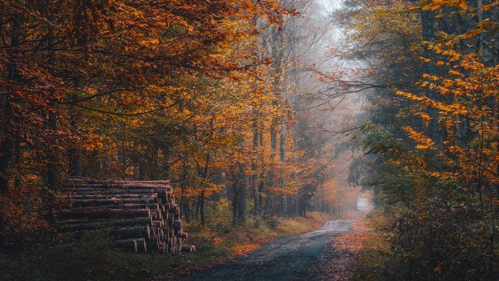 Autumn forest road with stacked logs