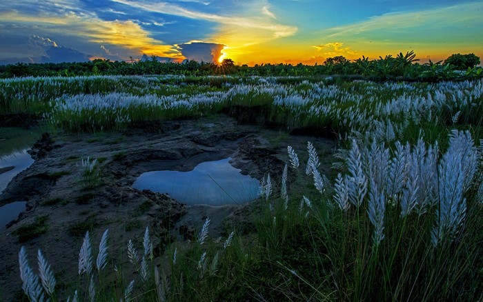 Elephant Grass in Kaziranga National Park, India, India, Puddle, Sunset ...