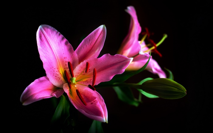 Pink lilies with a dark background
