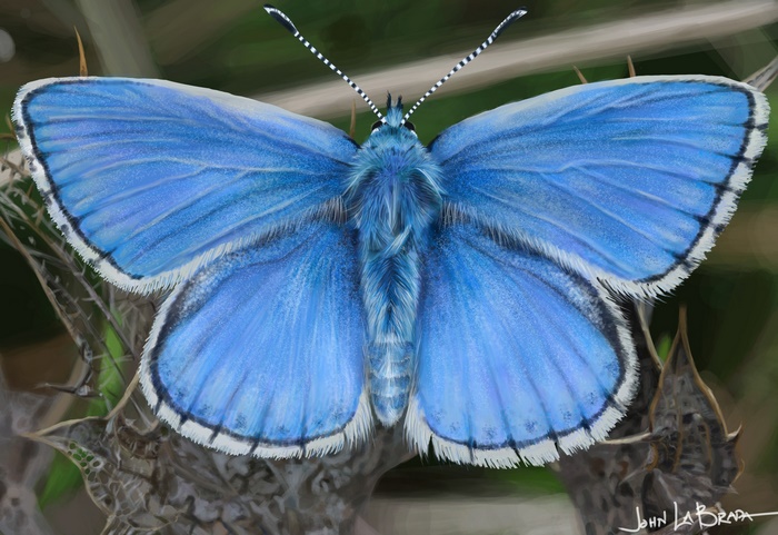 Artistic Blue Butterfly on Thorny Plant