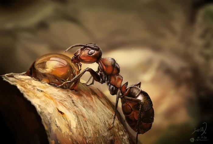 Ant drinking from a water droplet on a leaf