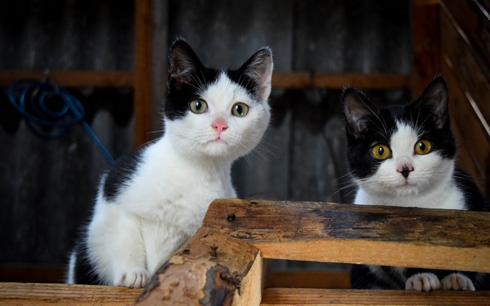 Two black and white kittens looking at the camera