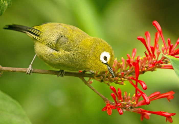 Japanese White-eye Bird on Branch with Red Flowers