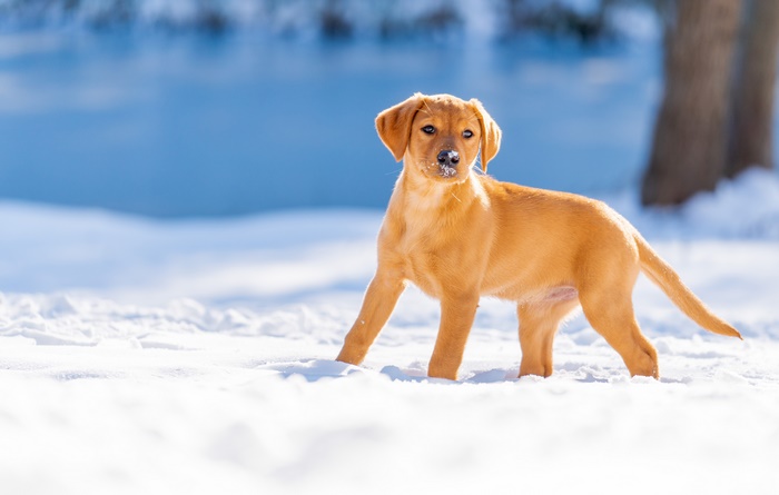 Labrador Retriever Puppy in Snow 4K