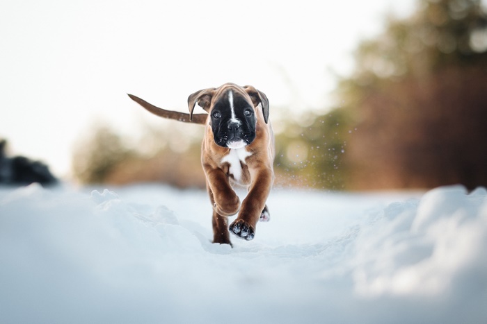 Boxer puppy running in the snow