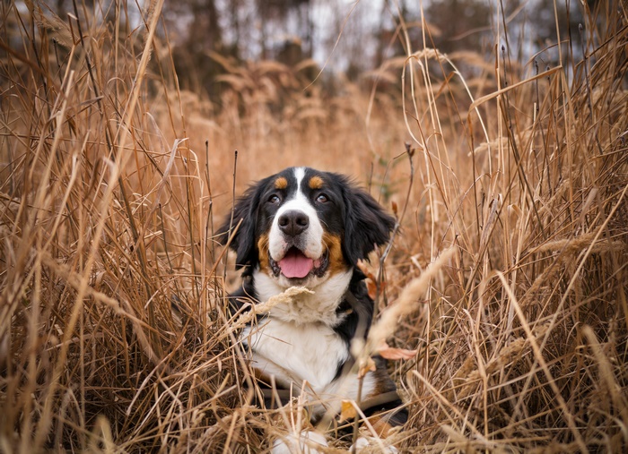 Bernese Mountain Dog in tall grass