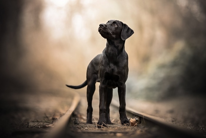 Black Labrador puppy on train tracks