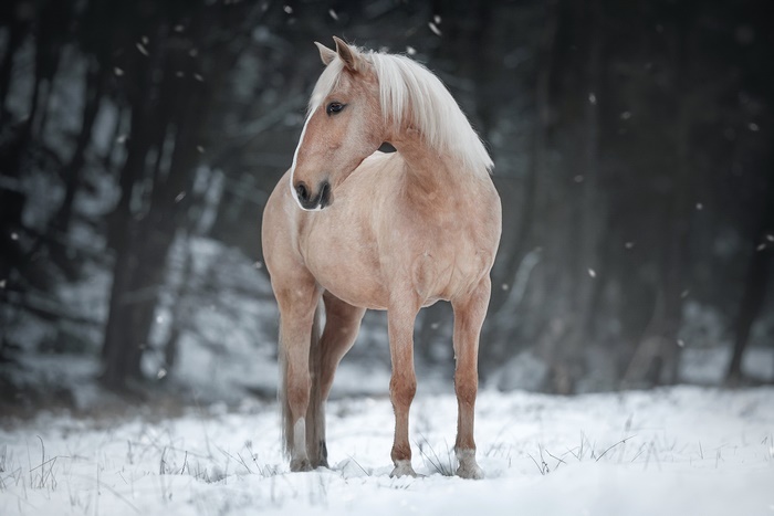 Palomino horse in a snowy forest