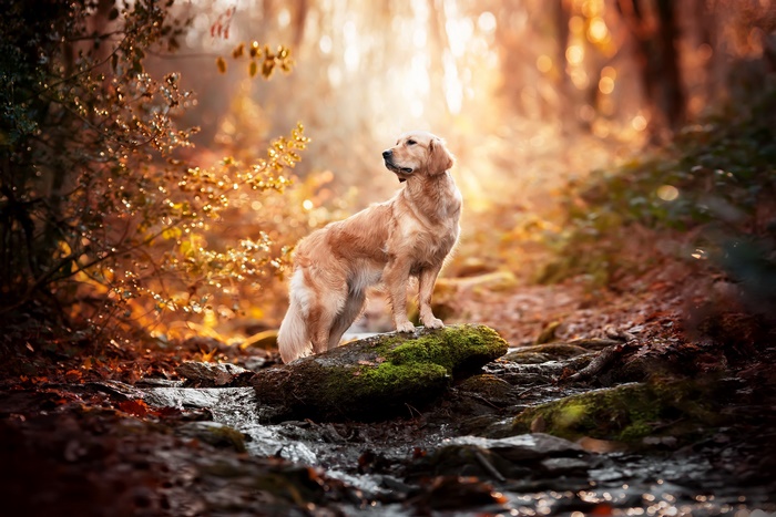 Golden Retriever Standing on Mossy Rock in Forest