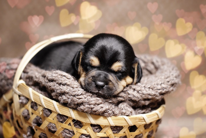 Puppy sleeping in a basket