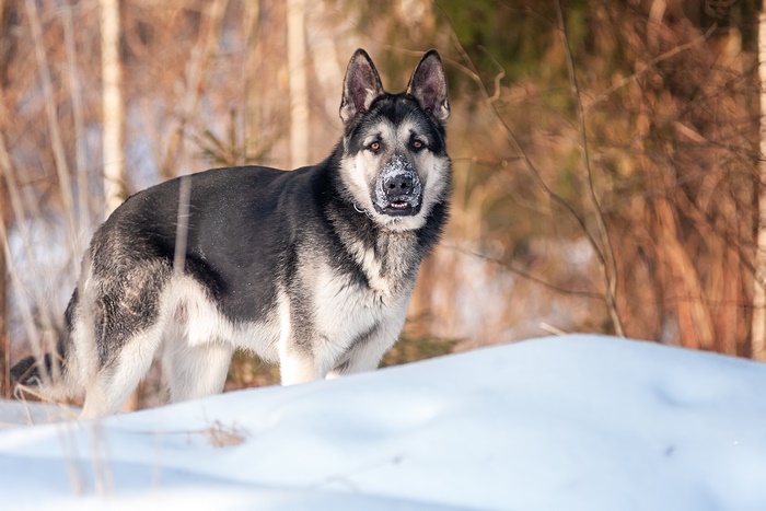 German Shepherd dog in the snow
